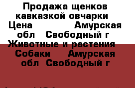 Продажа щенков кавказкой овчарки › Цена ­ 15 000 - Амурская обл., Свободный г. Животные и растения » Собаки   . Амурская обл.,Свободный г.